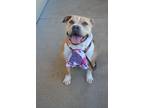 Adopt Amora a Staffordshire Bull Terrier