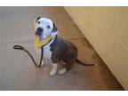 Adopt Tabitha (In Foster) a American Staffordshire Terrier