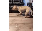 Adopt BELLA a German Shepherd Dog, Pit Bull Terrier