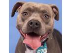 Adopt Louise (ID 41073/234) a Pit Bull Terrier