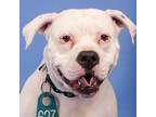 Adopt Thelma (ID 41074/235) a Pit Bull Terrier