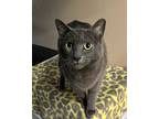 Adopt Willamina a Domestic Short Hair