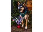 Adopt Zelda a Australian Kelpie