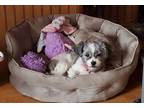 Adopt Quilla a Shih Tzu