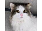 Adopt Cupcake a Domestic Long Hair