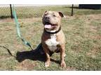 Adopt Winnie a American Bully, American Staffordshire Terrier