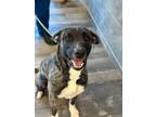 Adopt Willow a Plott Hound