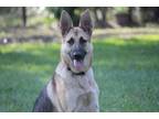 Adopt Moana a German Shepherd Dog