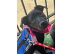 Adopt SUZY a Black Labrador Retriever, Terrier