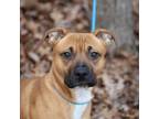 Adopt Clementine a Pit Bull Terrier, American Staffordshire Terrier