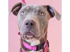 Adopt Sweet Ophelia - Adopt Me! a Weimaraner, American Staffordshire Terrier