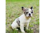French Bulldog Puppy for sale in Warrenton, MO, USA