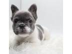 French Bulldog Puppy for sale in Germantown, MD, USA