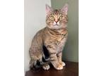 Adopt HOLLY a Domestic Short Hair