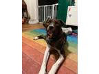 Adopt Remy a Australian Shepherd, Terrier