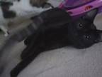 Adopt Smurfette a Domestic Short Hair