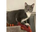 Adopt Tara a Domestic Short Hair