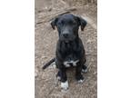 Adopt Lucy a Black Labrador Retriever, Pit Bull Terrier