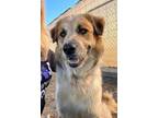 Adopt Baylor a Great Pyrenees, Australian Cattle Dog / Blue Heeler