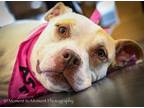 Adopt Bella a Pit Bull Terrier, Jack Russell Terrier