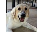 Adopt Brinkley a Great Pyrenees