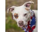 Adopt CLOVER a Pit Bull Terrier