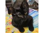 Adopt CC a Domestic Short Hair