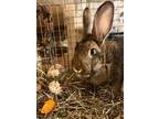 Adopt Cruella a Flemish Giant