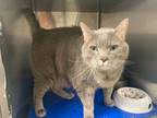 Adopt Erin a Domestic Short Hair