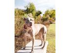 Adopt Shelby a Pit Bull Terrier