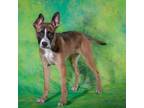 Adopt Kiara Z1229 a Boxer, American Staffordshire Terrier