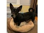 Adopt Super Cute Cora a Dachshund, Australian Cattle Dog / Blue Heeler