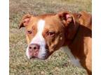 Adopt Autumn a American Staffordshire Terrier