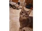 Adopt Tarte a Domestic Short Hair