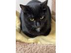 Adopt Saphire a Domestic Short Hair