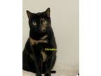 Adopt Christine a Domestic Short Hair