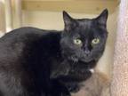 Adopt Betty a Domestic Short Hair