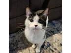 Adopt Evelyn a Domestic Short Hair