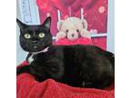 Adopt Aggie a Domestic Short Hair