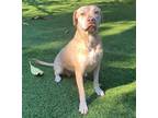Adopt Goldie a American Staffordshire Terrier