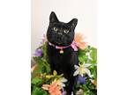 Adopt Nevermore a Domestic Short Hair