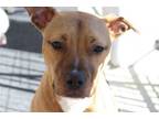 Adopt Nikki a Pit Bull Terrier