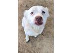 Adopt Rosie Posie a Australian Shepherd, Pit Bull Terrier