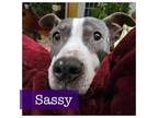 Adopt Sassy a American Staffordshire Terrier