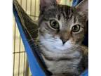 Adopt Maggie a Domestic Short Hair