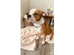 Adopt Lucy Lu a Pit Bull Terrier