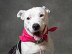 Adopt Echo a Pit Bull Terrier