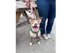 Adopt Kiwi a Pit Bull Terrier, Mixed Breed