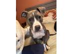 Adopt Raspberry a Pit Bull Terrier, Mixed Breed