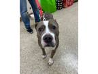 Adopt Franny a Pit Bull Terrier, Mixed Breed